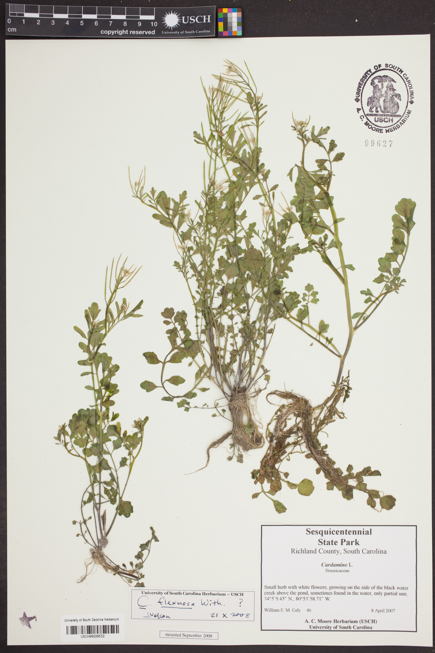 Cardamine flexuosa image