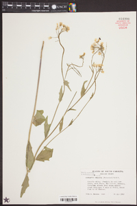 Cardamine bulbosa image