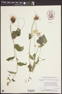 Cardamine bulbosa image