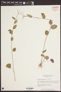 Cardamine bulbosa image