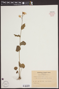 Cardamine bulbosa image