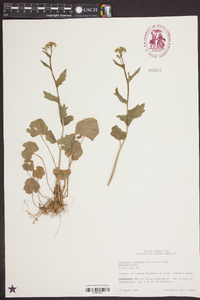 Cardamine bulbosa image