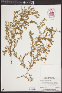 Lepidium didymum image