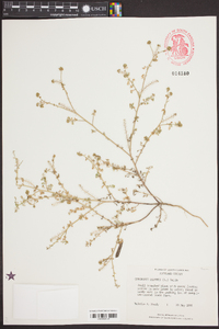 Lepidium didymum image