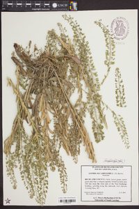 Lepidium campestre image