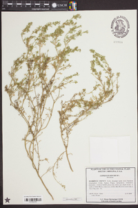 Lepidium didymum image