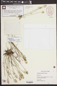 Teesdalia nudicaulis image