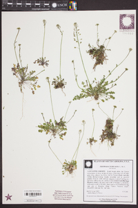 Teesdalia nudicaulis image