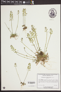 Teesdalia nudicaulis image