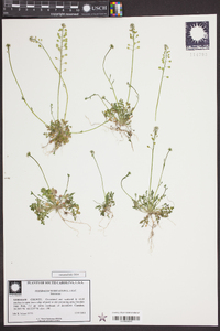 Teesdalia nudicaulis image