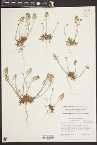 Teesdalia nudicaulis image