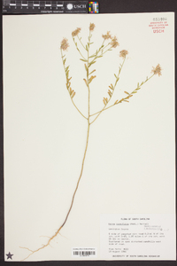 Warea cuneifolia image