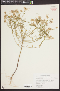 Warea cuneifolia image