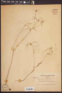 Warea cuneifolia image