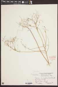 Warea cuneifolia image