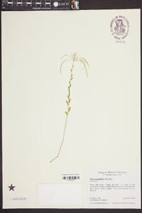 Warea cuneifolia image