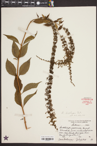 Buddleja japonica image