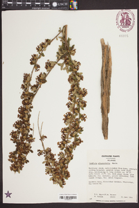 Buddleja alternifolia image