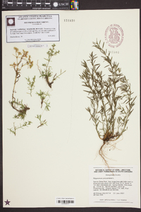 Polypremum procumbens image