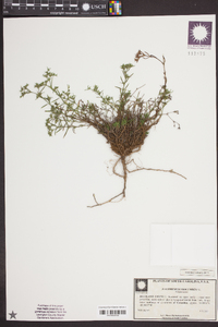 Polypremum procumbens image