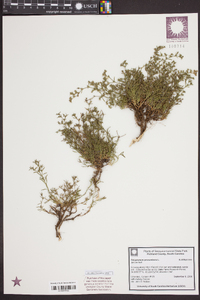 Polypremum procumbens image