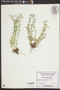 Polypremum procumbens image