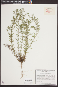 Polypremum procumbens image