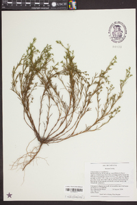 Polypremum procumbens image