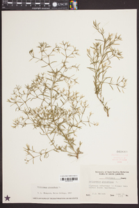 Polypremum procumbens image