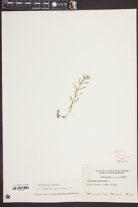 Polypremum procumbens image