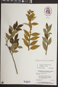 Sarcococca ruscifolia image