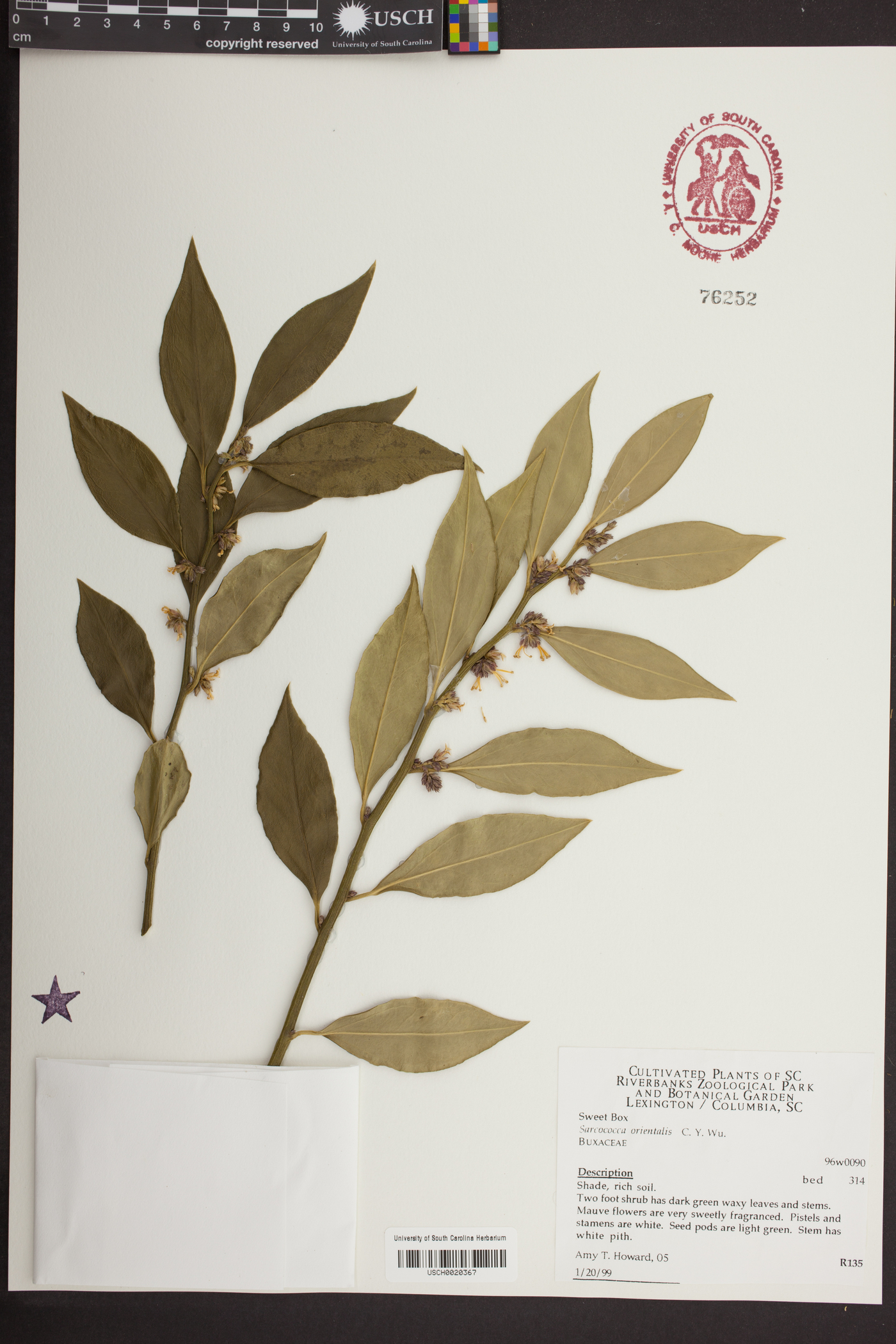 Sarcococca orientalis image