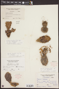 Opuntia humifusa var. ammophila image