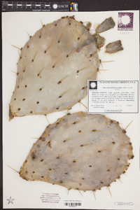 Opuntia monacantha image