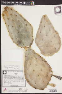 Opuntia monacantha image