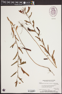 Chamaecrista nictitans var. nictitans image