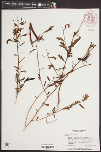 Chamaecrista nictitans var. nictitans image