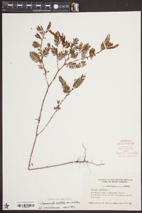 Chamaecrista nictitans var. nictitans image