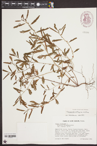 Chamaecrista nictitans var. nictitans image