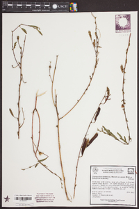 Chamaecrista nictitans var. aspera image