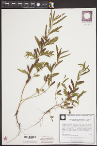 Chamaecrista nictitans var. aspera image