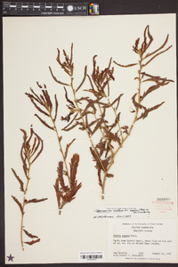 Chamaecrista nictitans var. aspera image
