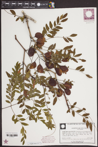 Gleditsia aquatica image