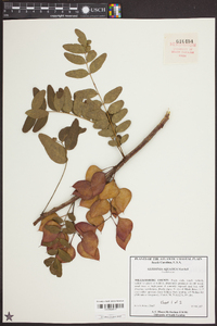 Gleditsia aquatica image