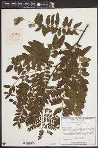 Gleditsia aquatica image