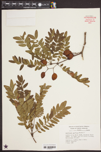 Gleditsia aquatica image