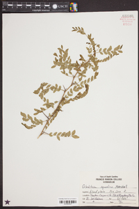 Gleditsia aquatica image