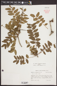 Gleditsia aquatica image