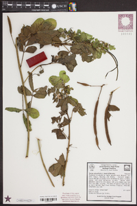 Senna obtusifolia image