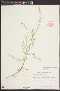 Callitriche heterophylla image